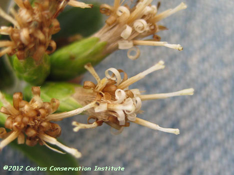 Gochnatia hypoleuca