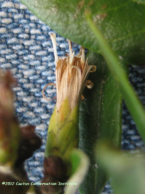 Gochnatia hypoleuca