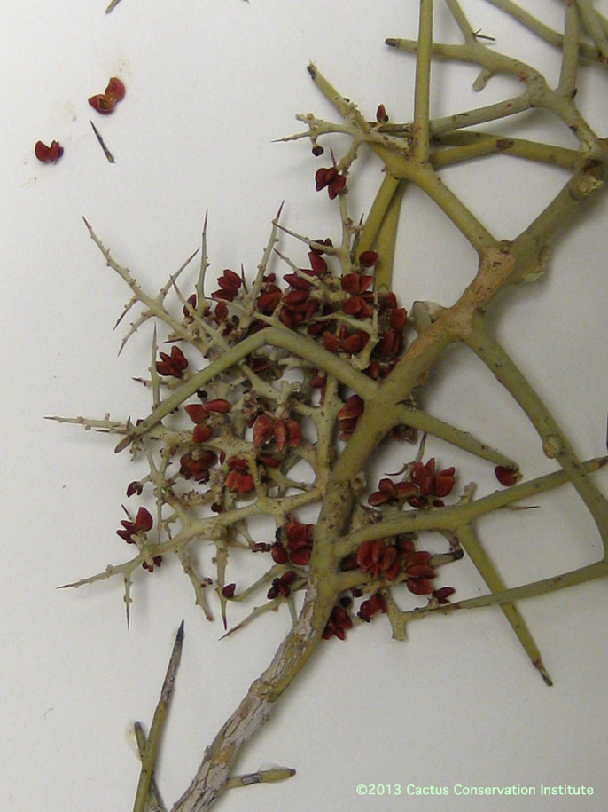 Holacantha stewartii