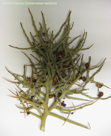 Holacantha stewartii