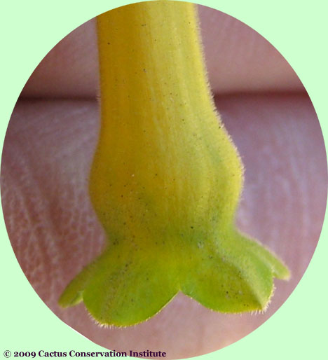 Nicotiana glauca