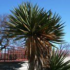 Yucca_faxoniana