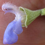 Salvia ballotaeflora