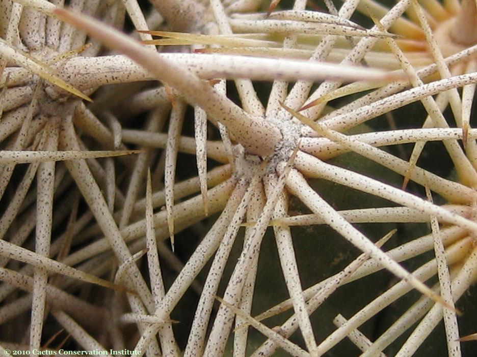 Coryphantha echinus