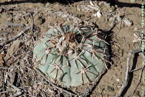 Echinocactus horizonthalonius