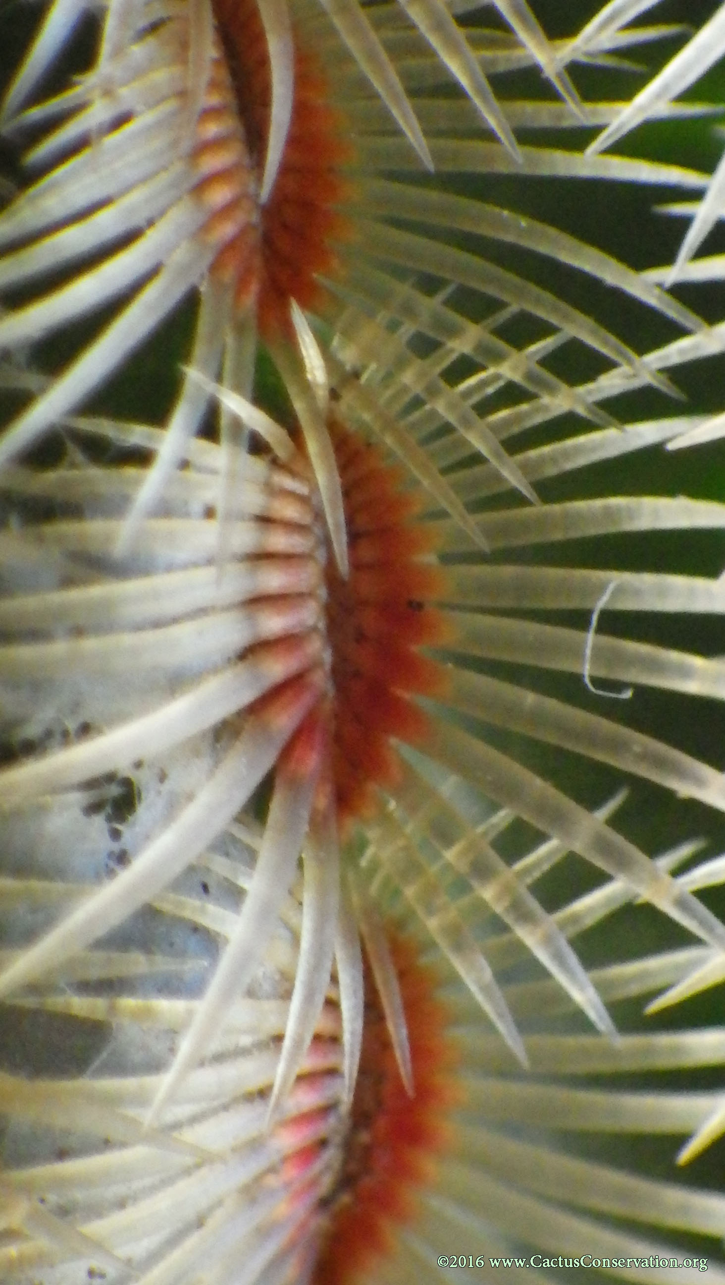 Echinocereus rigidissimus Peloncillos