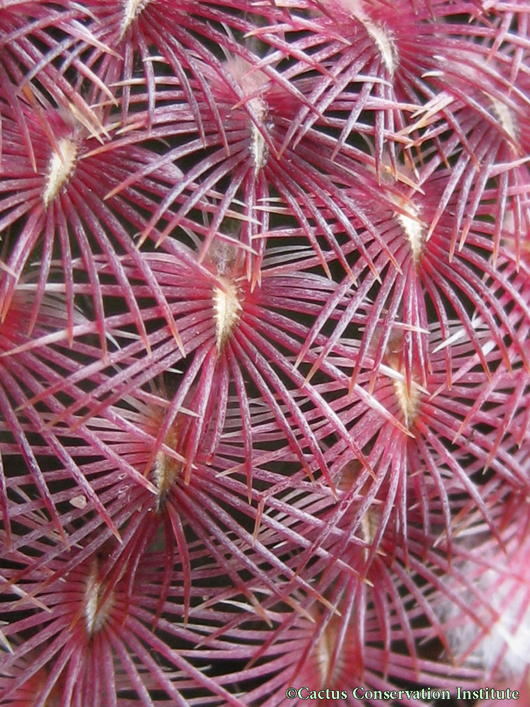 Echinocereus rigidissimus rubrispinus