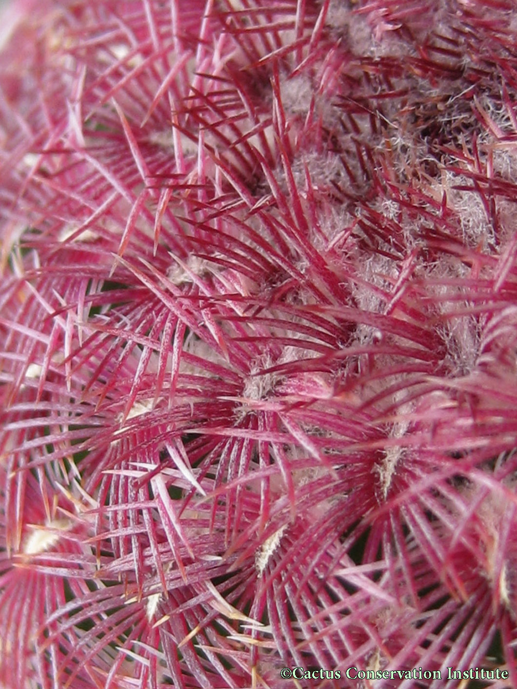 Echinocereus rigidissimus rubispinus