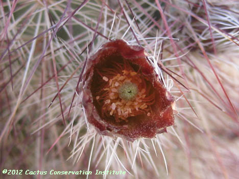 Echinocereus viridiflorus var. russanthus
