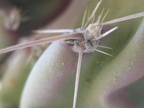 Opuntia aggeria