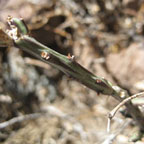 Opuntia leptocaulis