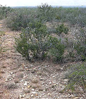 habitat