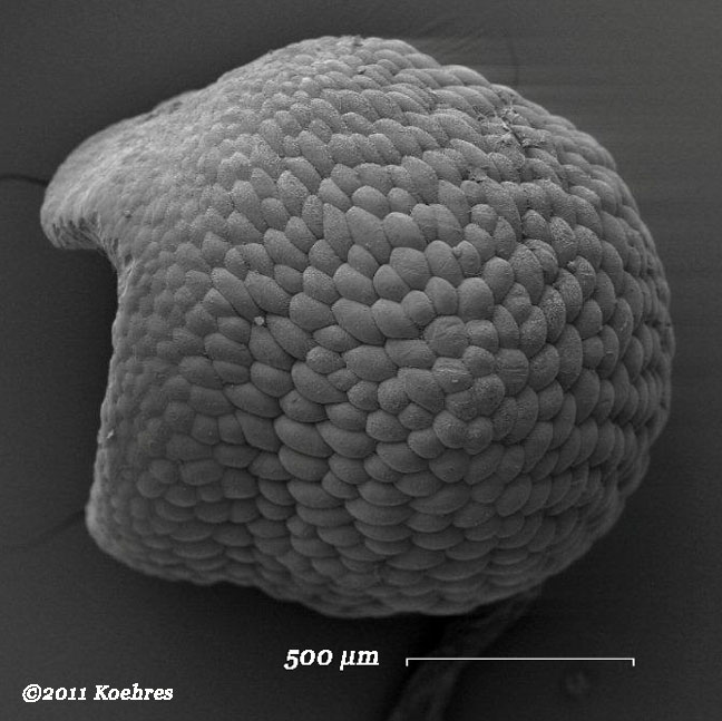 Lophophora williamsii seed