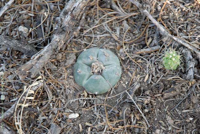 Lophophora williamsii in SLP