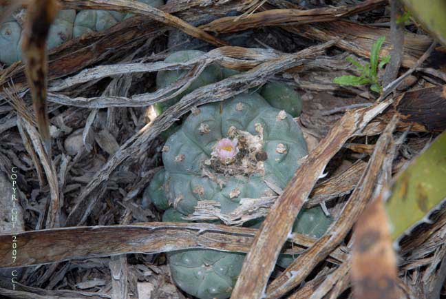 Lophophora williamsii in Tamaulipas