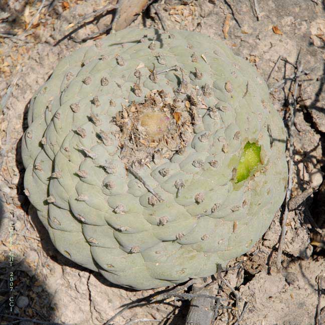 Lophophora fricii