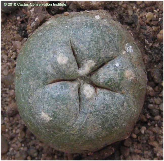 Lophophora alberto-vojtechii