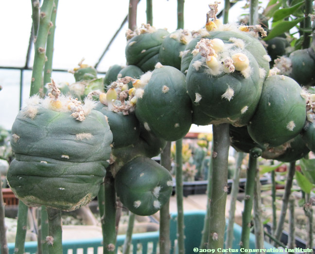 Lophophora alberto-vojtechii