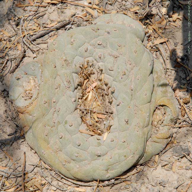 Lophophora fricii