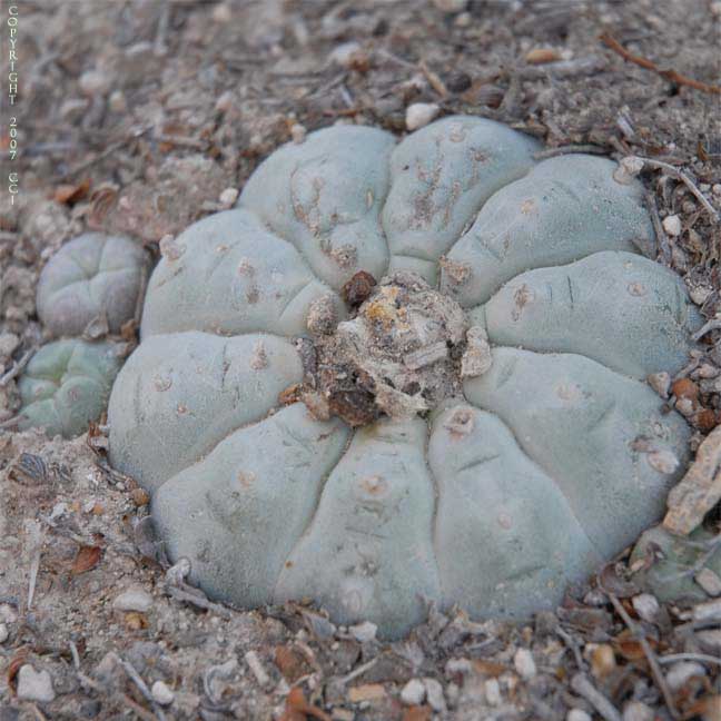 Lophophora williamsii in San Luis Potosi