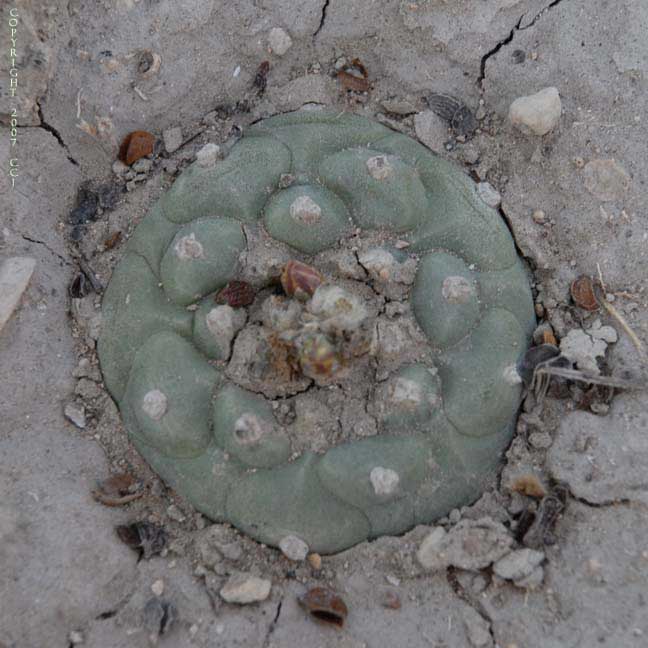 Lophophora koehresii