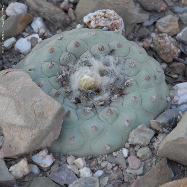 Lophophora diffusa