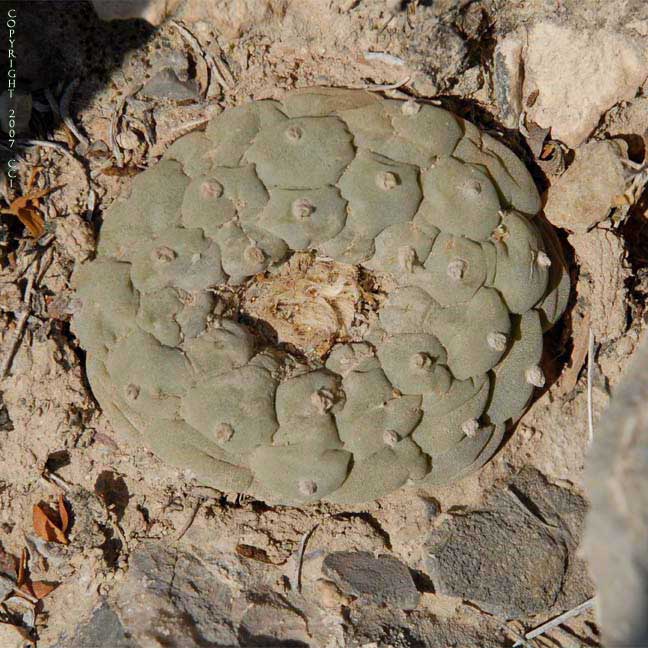 Lophophora fricii