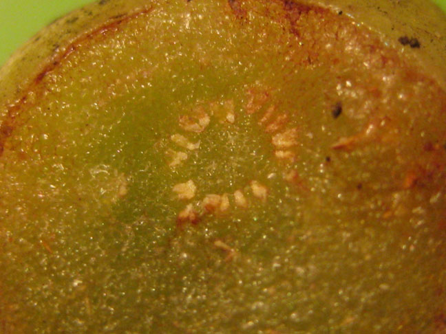 Inside of Lophophora williamsii