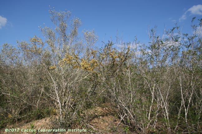 Acacia rigidula and Tamaulipan thornscrub