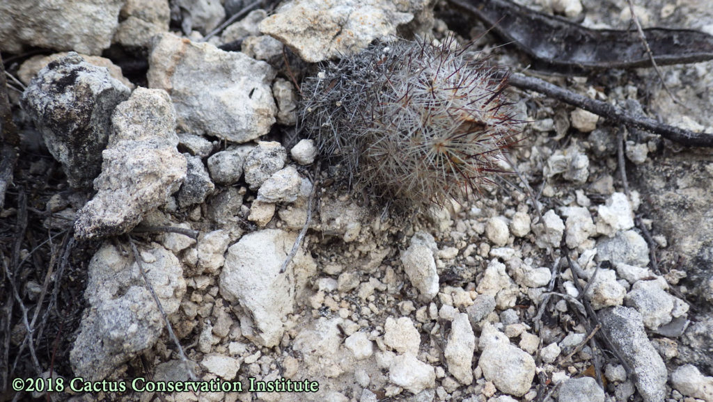 Coryphantha (Escobaria) emskoetteriana in Starr County