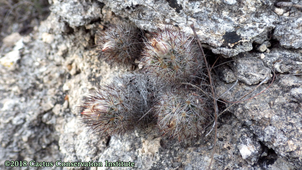Coryphantha (Escobaria) emskoetteriana in Starr County