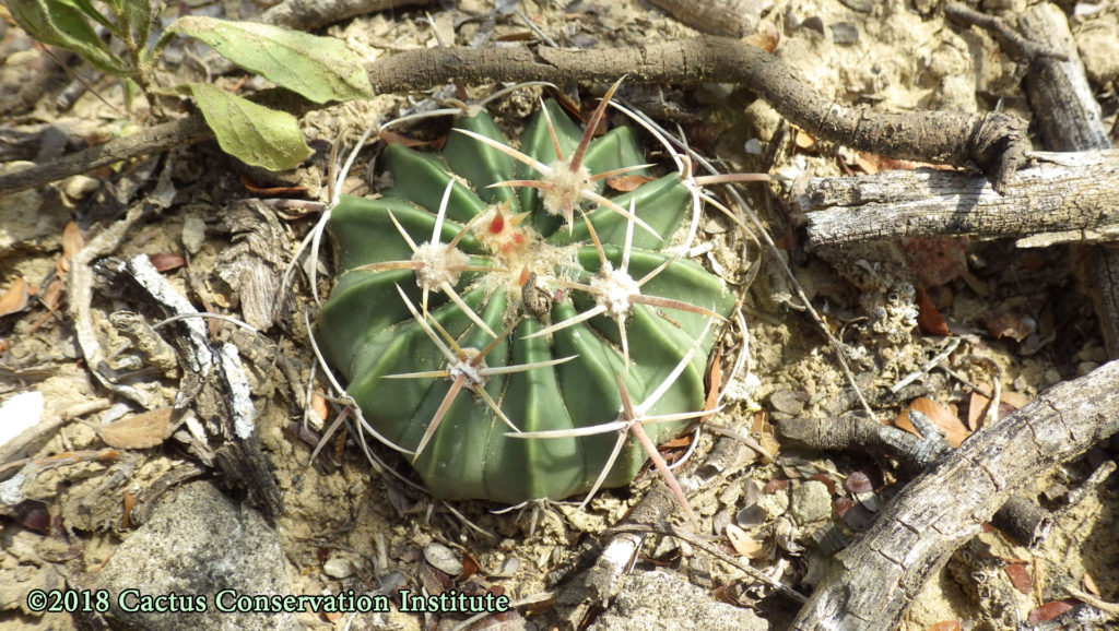 Echinocactus texensis in Starr County