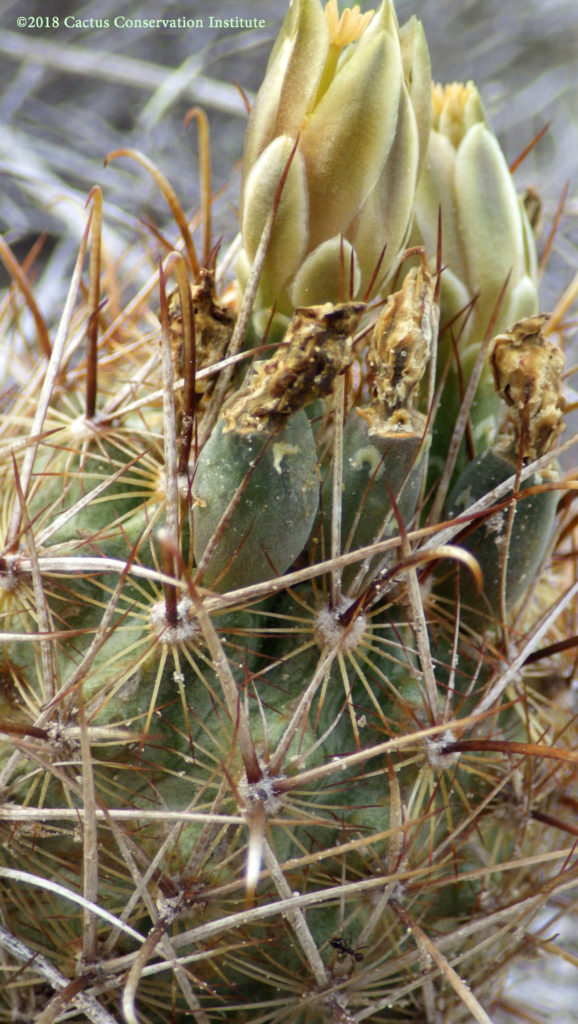 Sclerocactus scheeri in Starr County