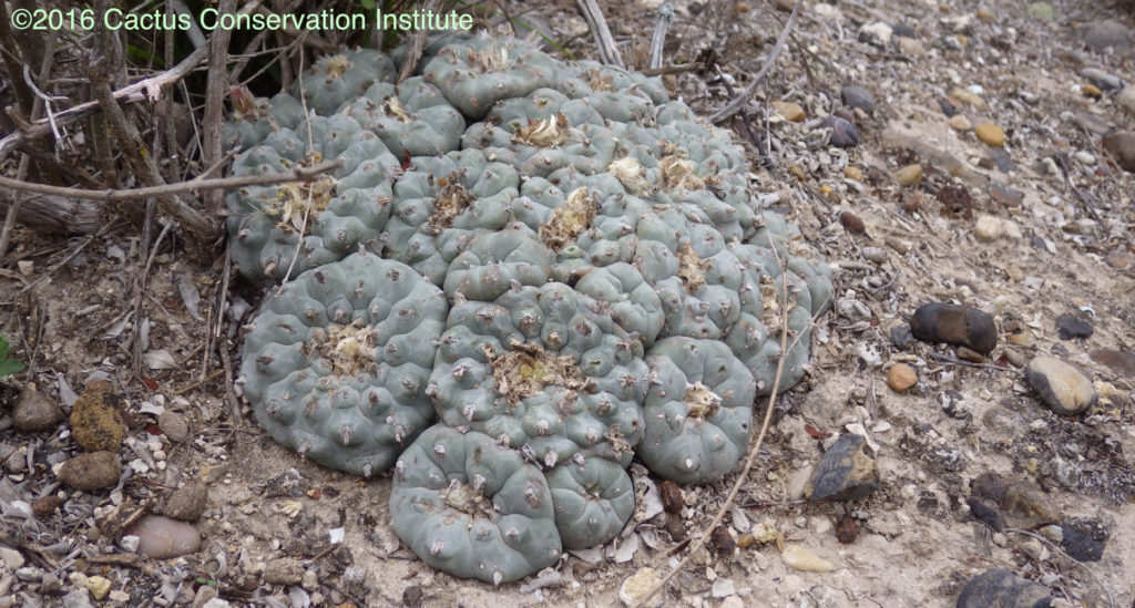 A peyote that was formerly near the study site. Shown in 2016.