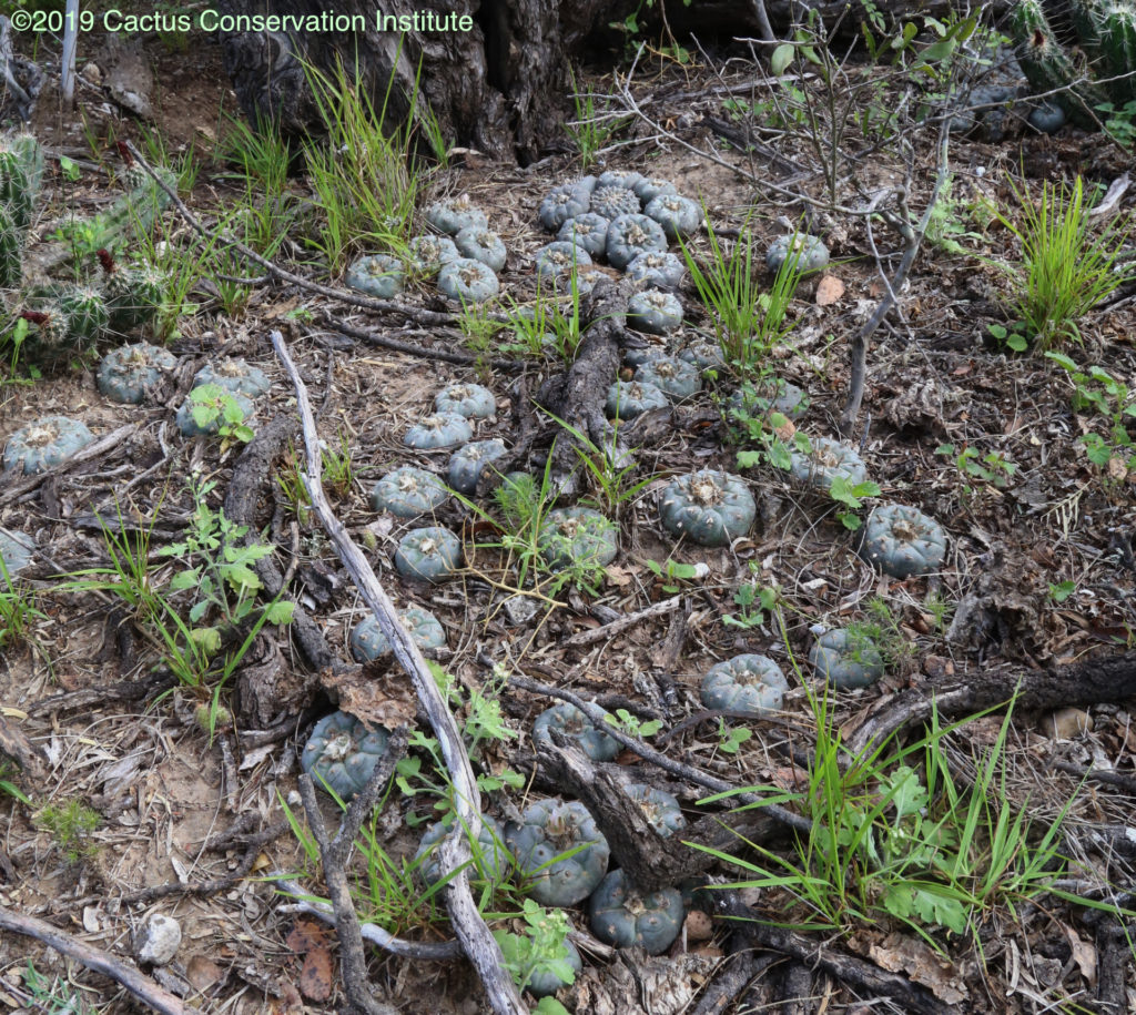 Healthy wild peyote plants that have never been harvested.