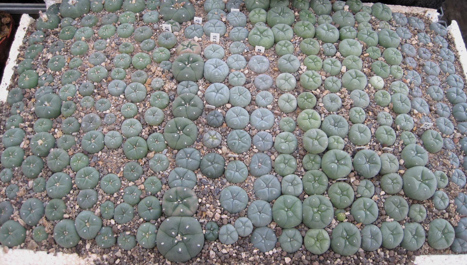 How Long Does Peyote Take to Grow Before It Can Be Consumed?  