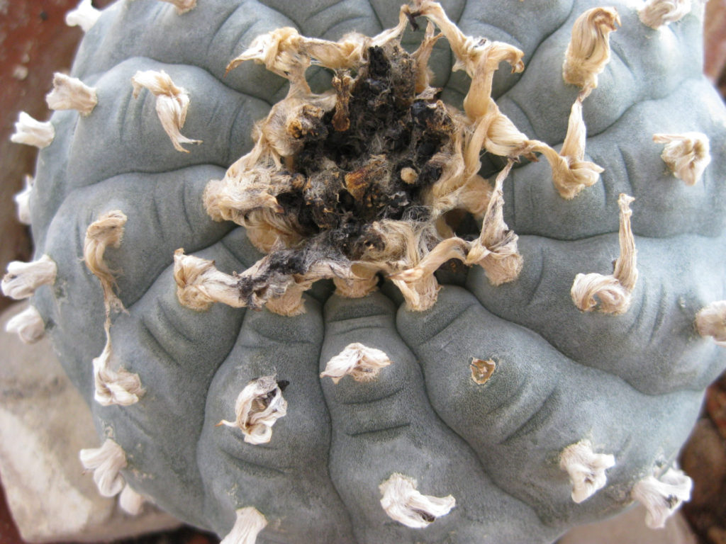 Peyote crown full of ripe seeds